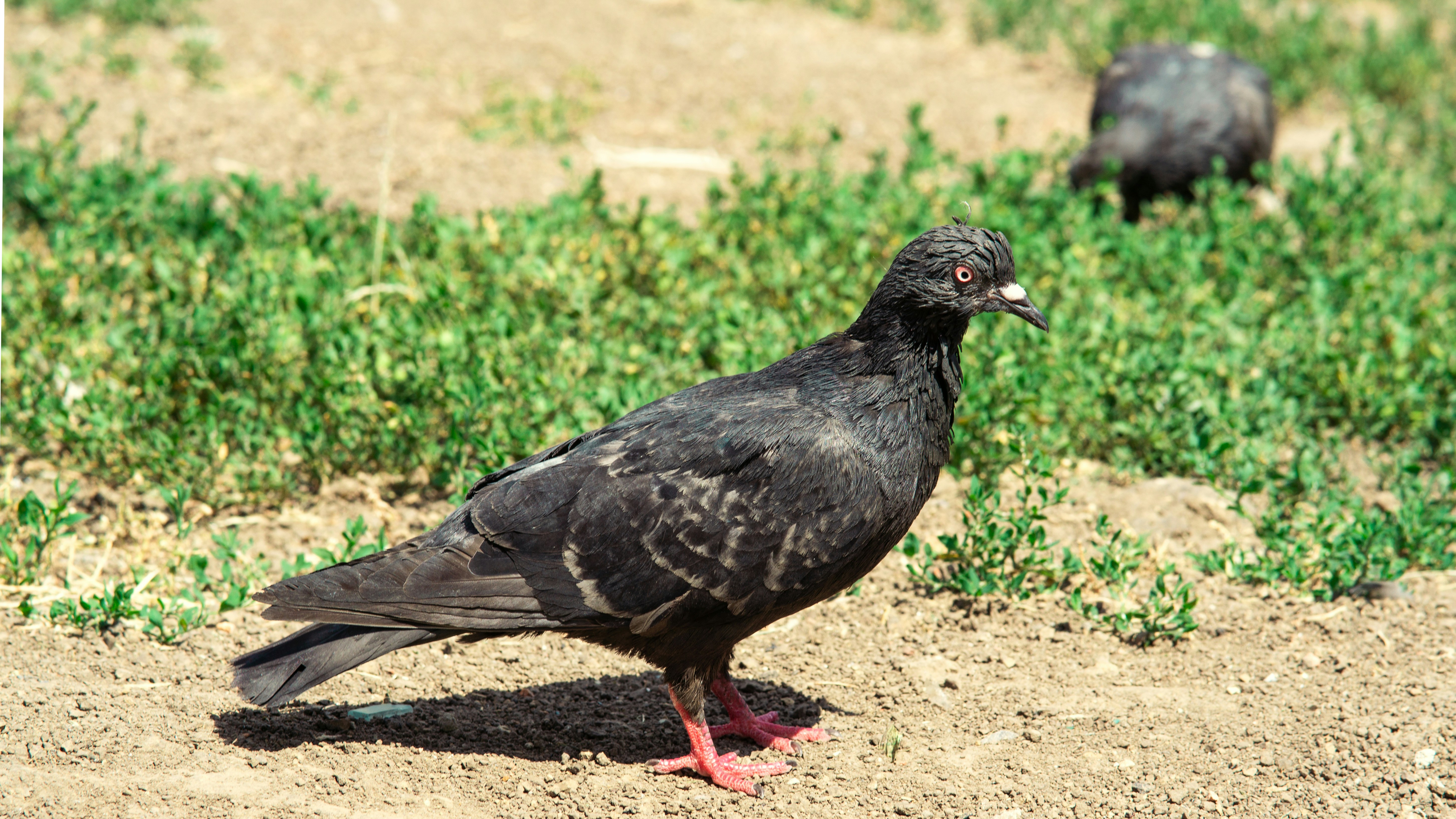 a black bird is standing in the dirt