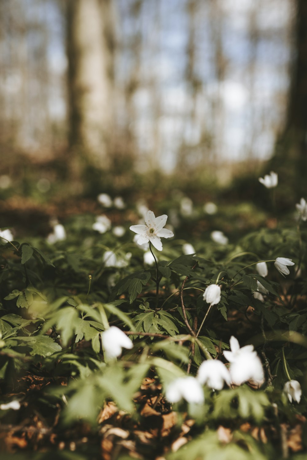 a bunch of white flowers that are in the grass