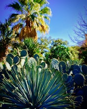 A vibrant landscape showcasing diverse plants thriving in a restored desert environment.