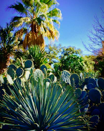 Volunteer tending to vibrant desert plants under a clear blue sky at Gameleira retreat.