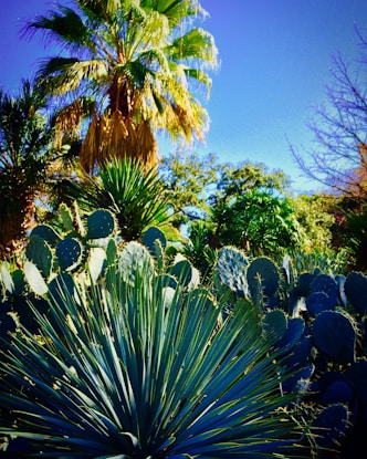 A vibrant landscape showcasing diverse plants thriving in a restored desert environment.