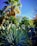 A vibrant drought-resistant garden featuring native Texas plants under a clear sky.