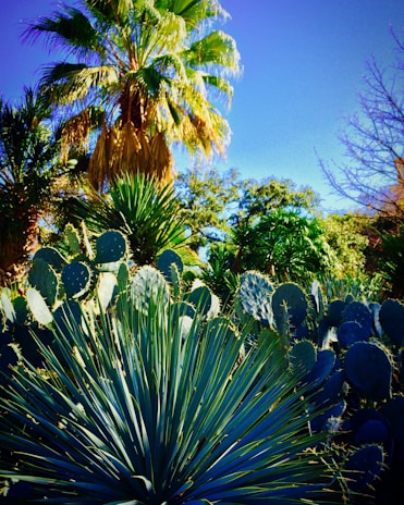 A vibrant landscape showcasing desert flora and fauna.