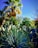 A vibrant drought-resistant garden featuring native Texas plants under a clear sky.