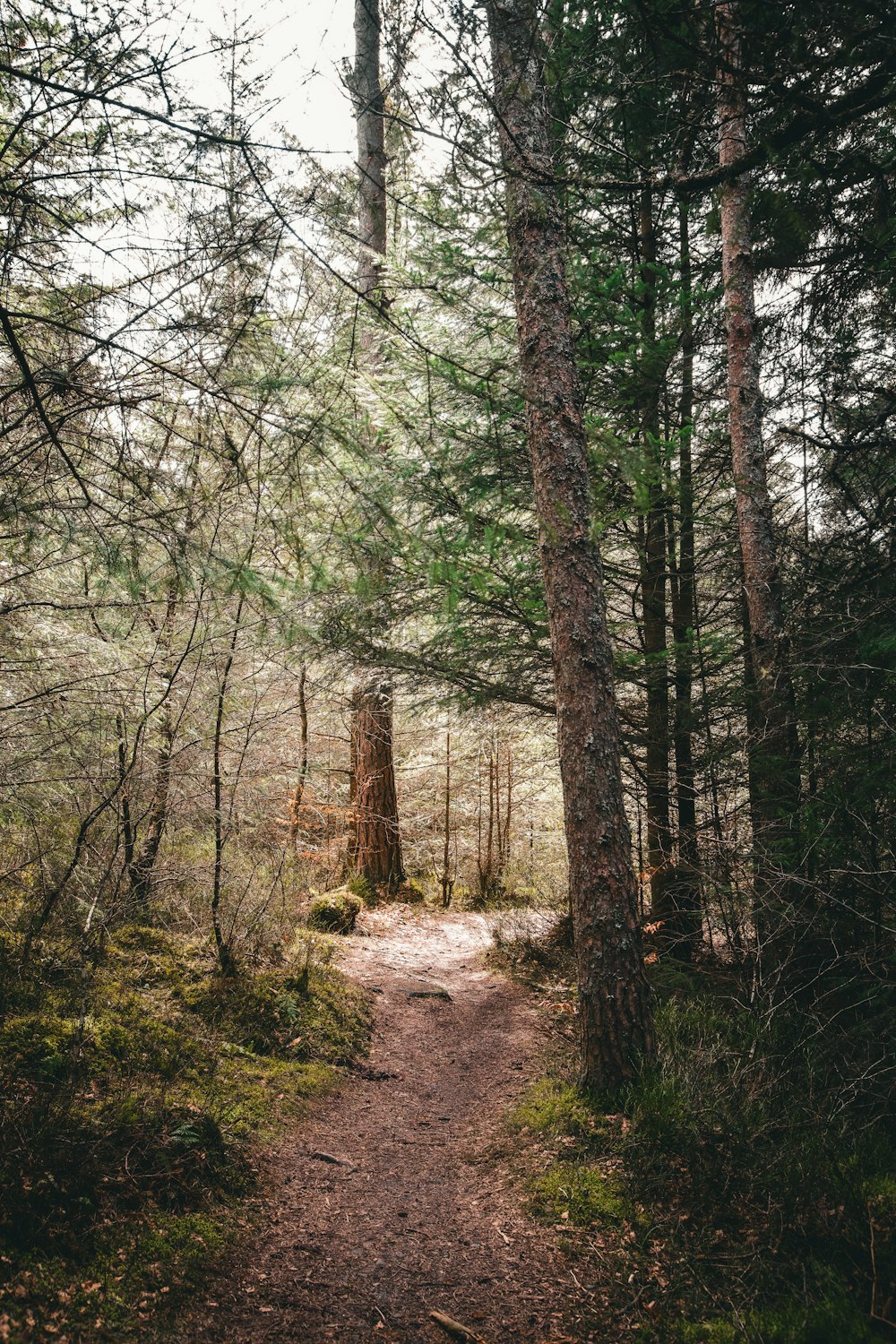 a path through a forest with lots of trees