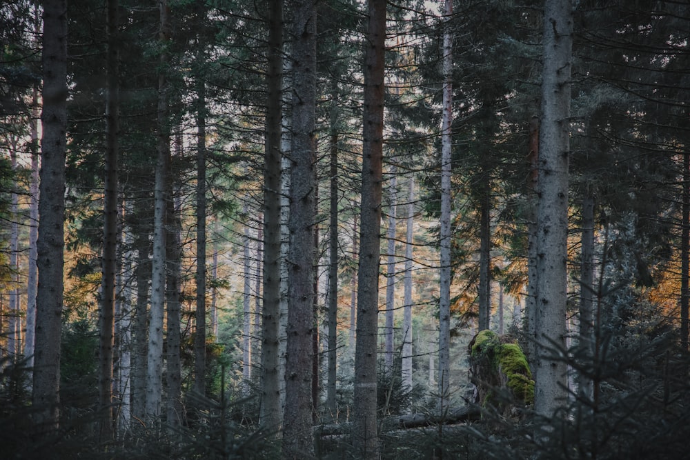 a forest filled with lots of tall trees