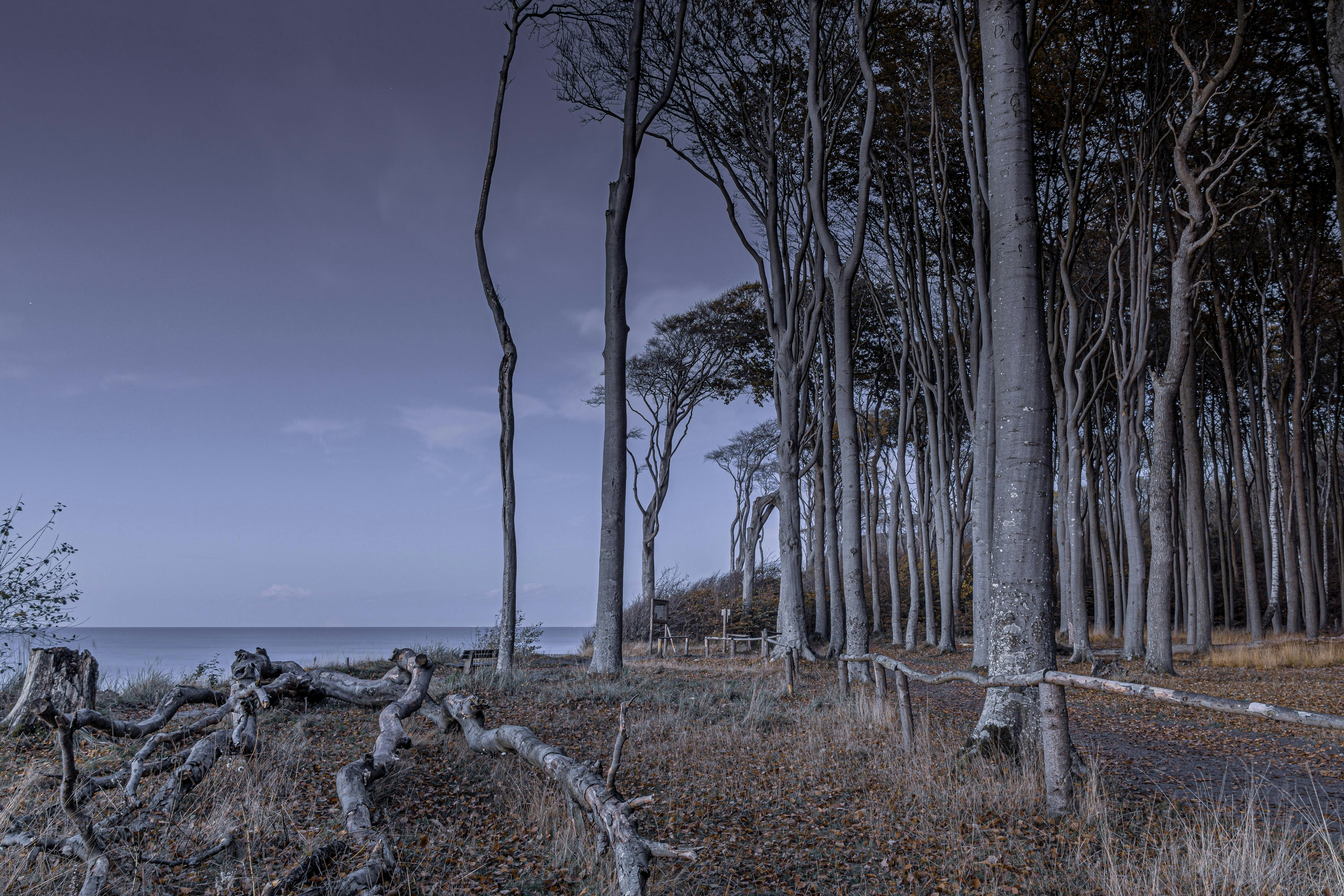 a forest filled with lots of trees next to the ocean