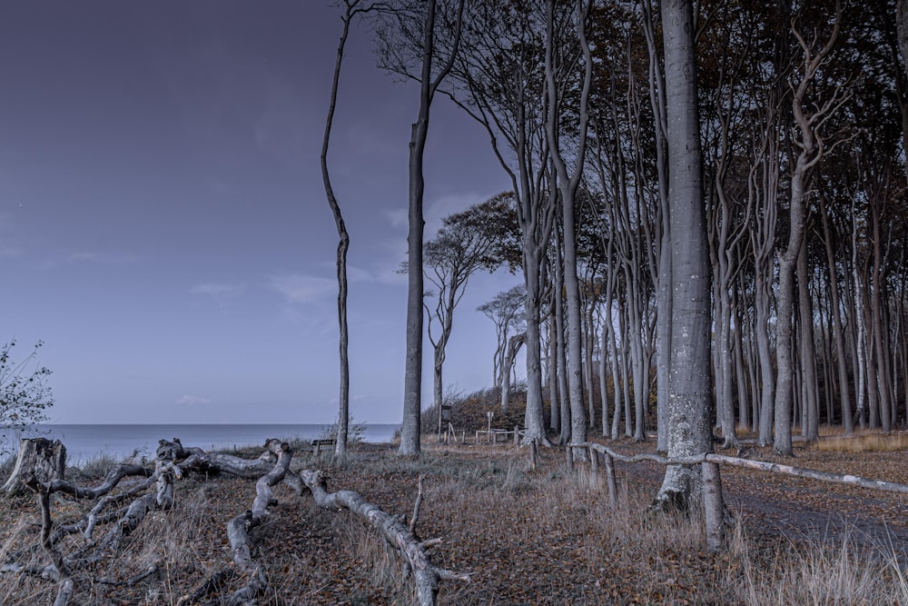 a forest filled with lots of trees next to the ocean