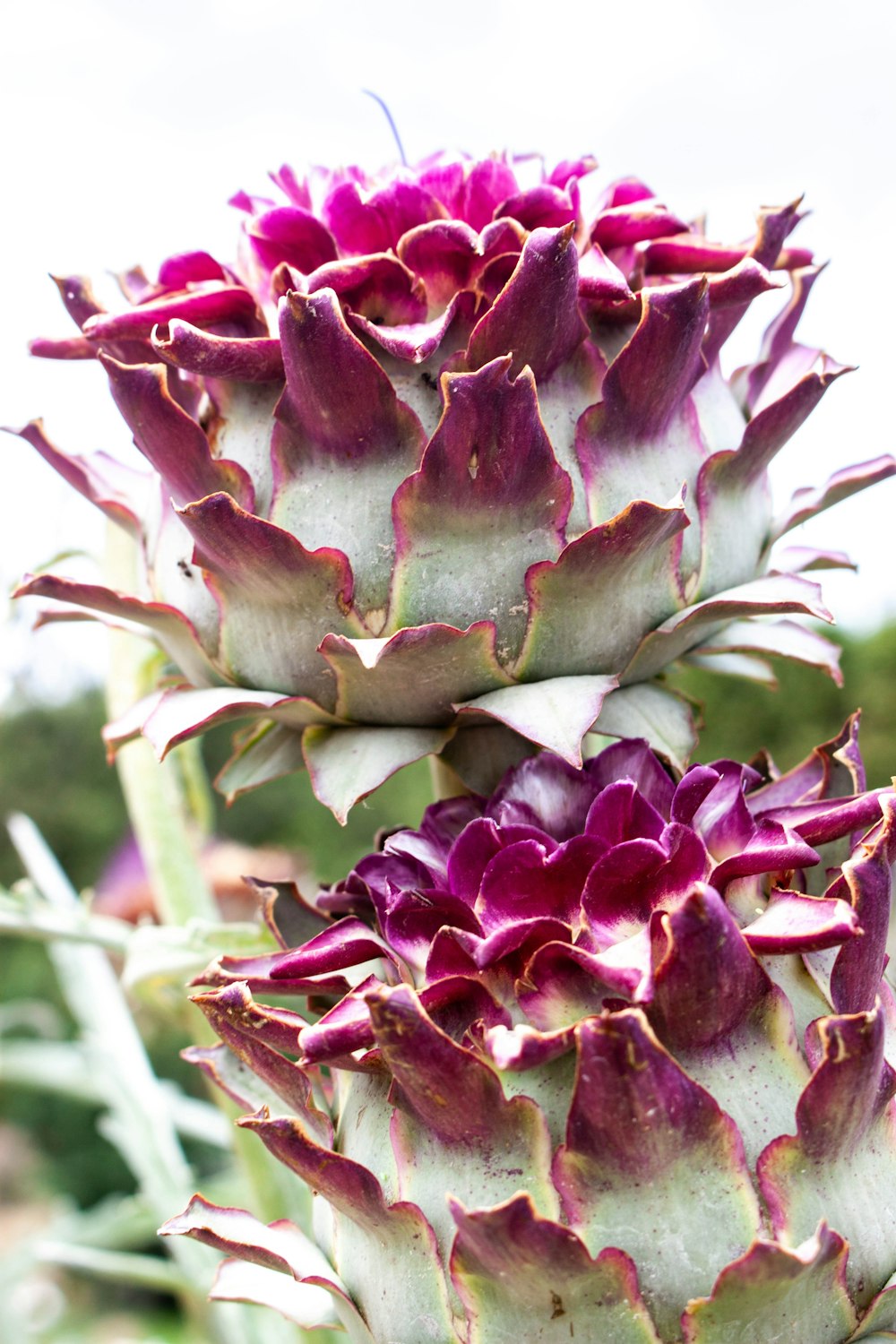 a close up of two purple flowers on a plant