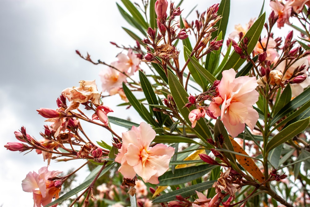 a close up of a tree with pink flowers