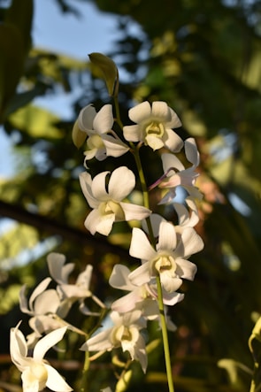 Sunlit vanilla orchid flowers growing on a lush Madagascan vanilla farm.
