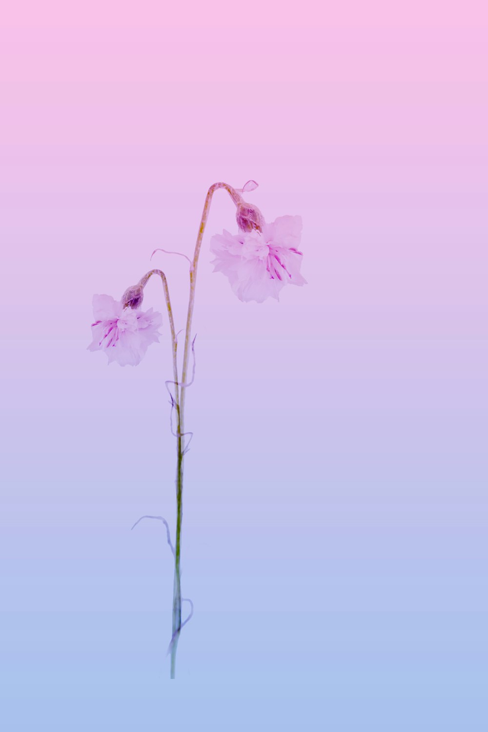 a single pink flower on a pink and blue background