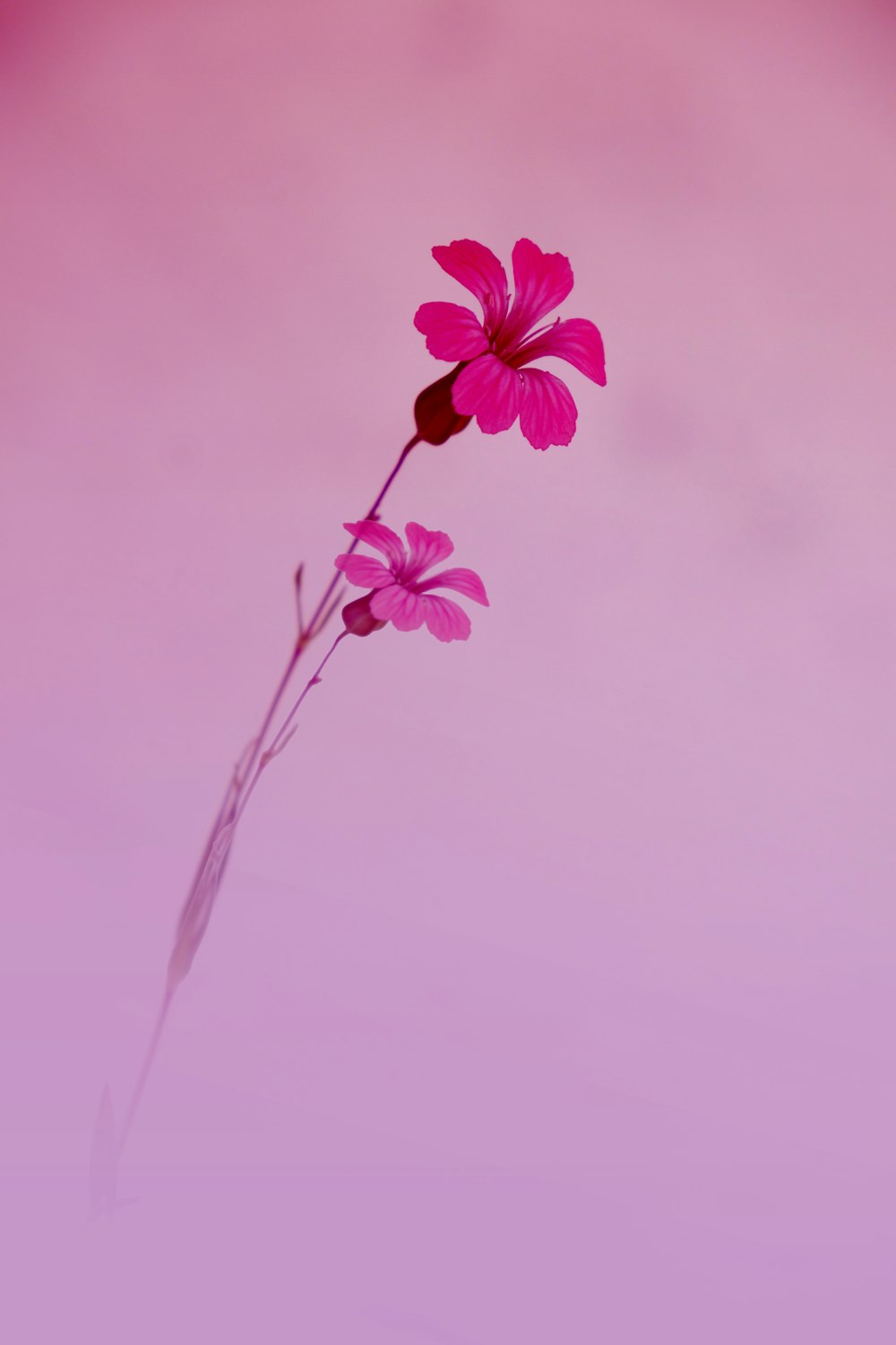 a single pink flower on a pink background
