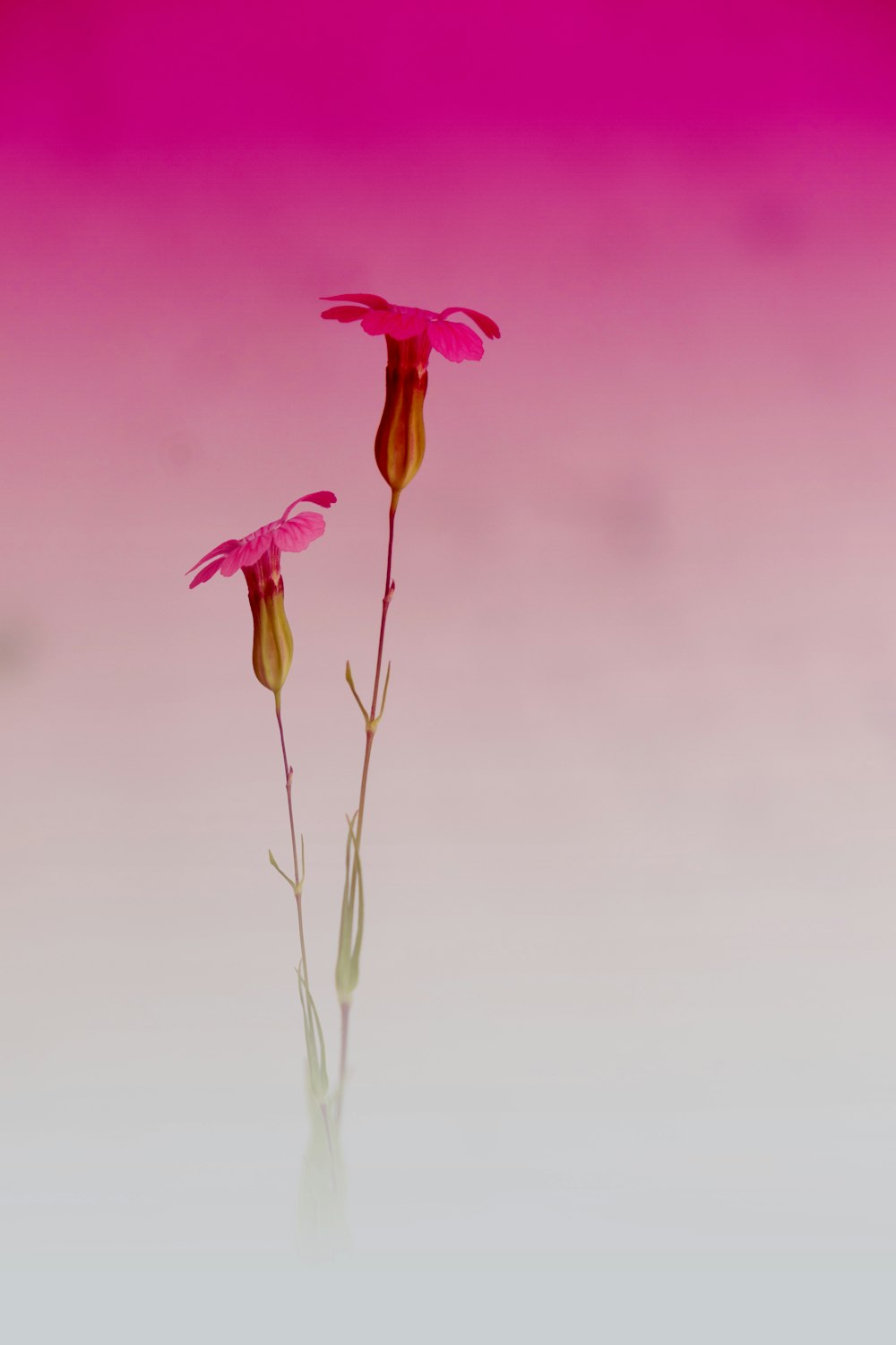 a couple of pink flowers sitting on top of a table