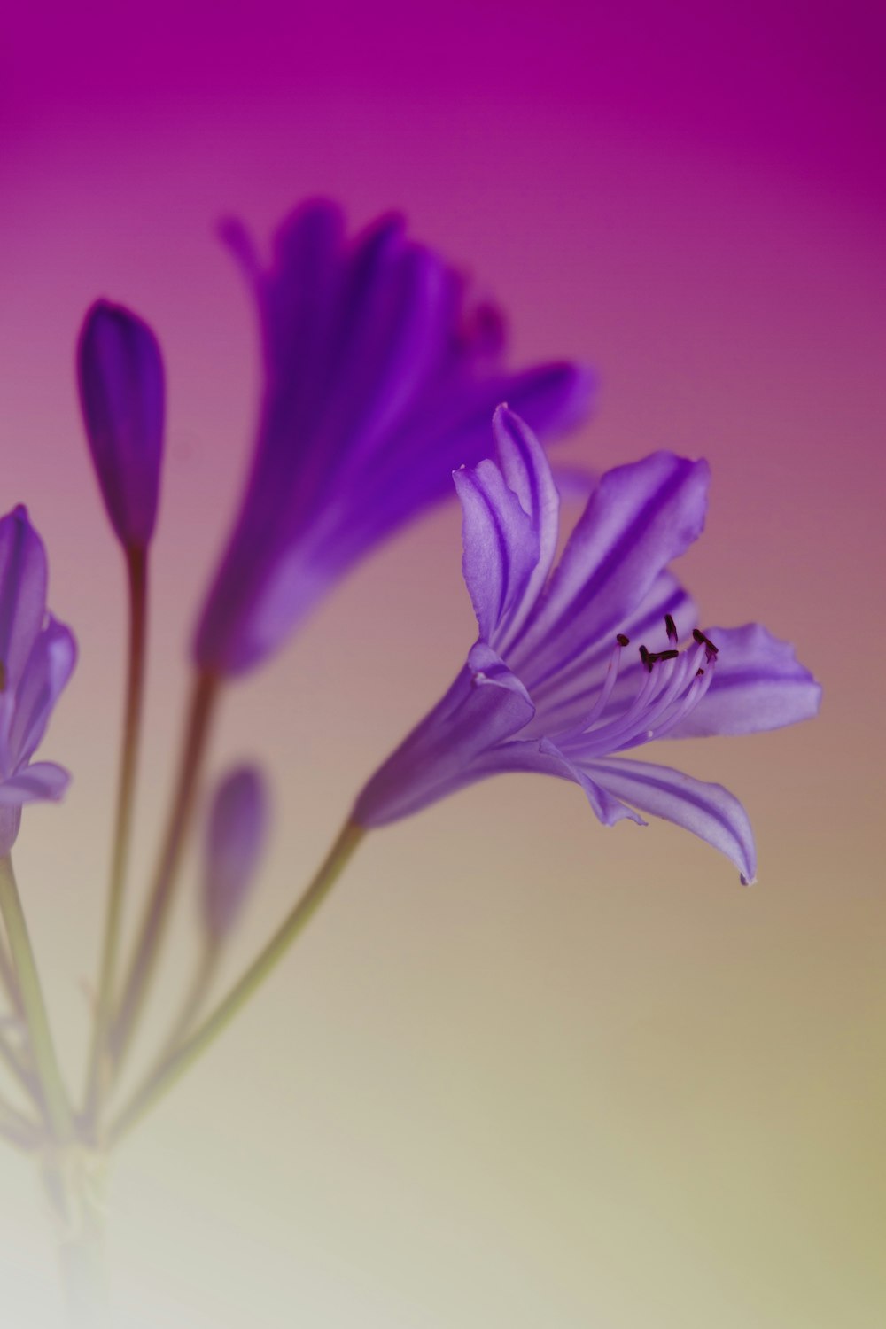 a close up of a purple flower on a white background