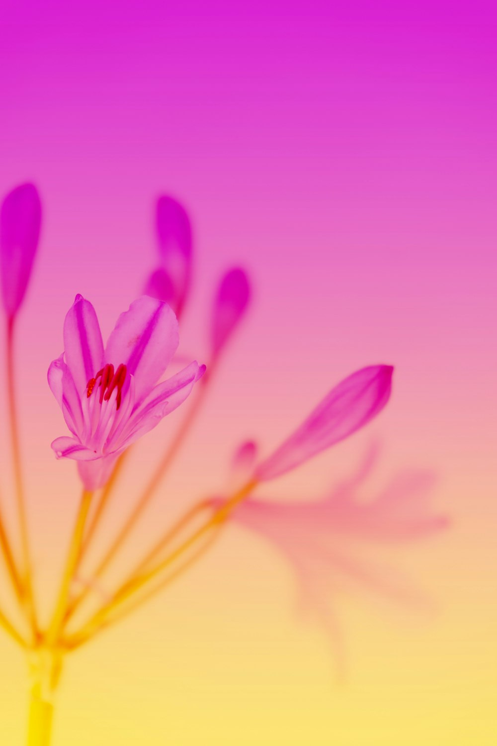 a close up of a pink flower with a yellow background