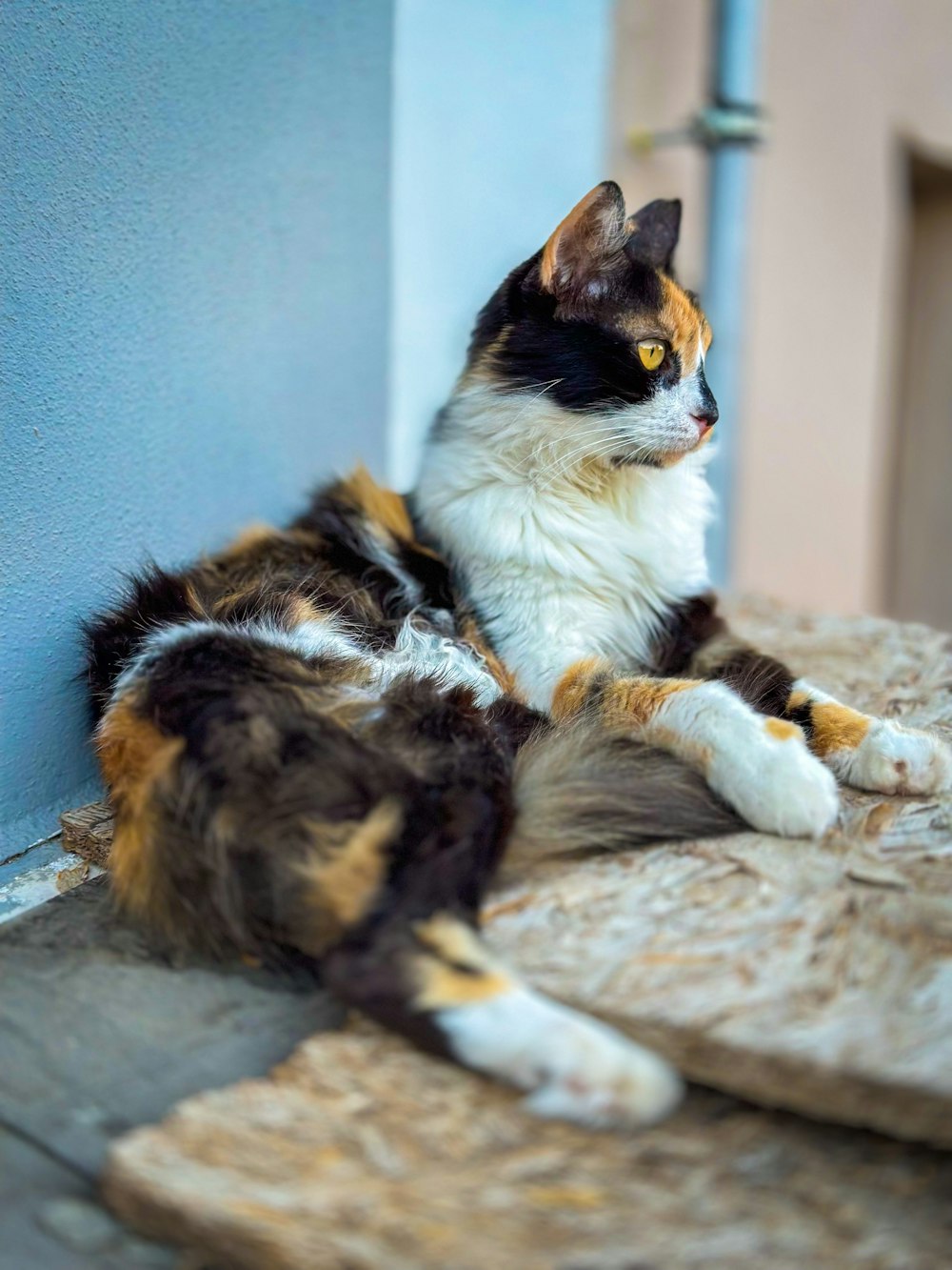 a calico cat laying on the ground next to a wall