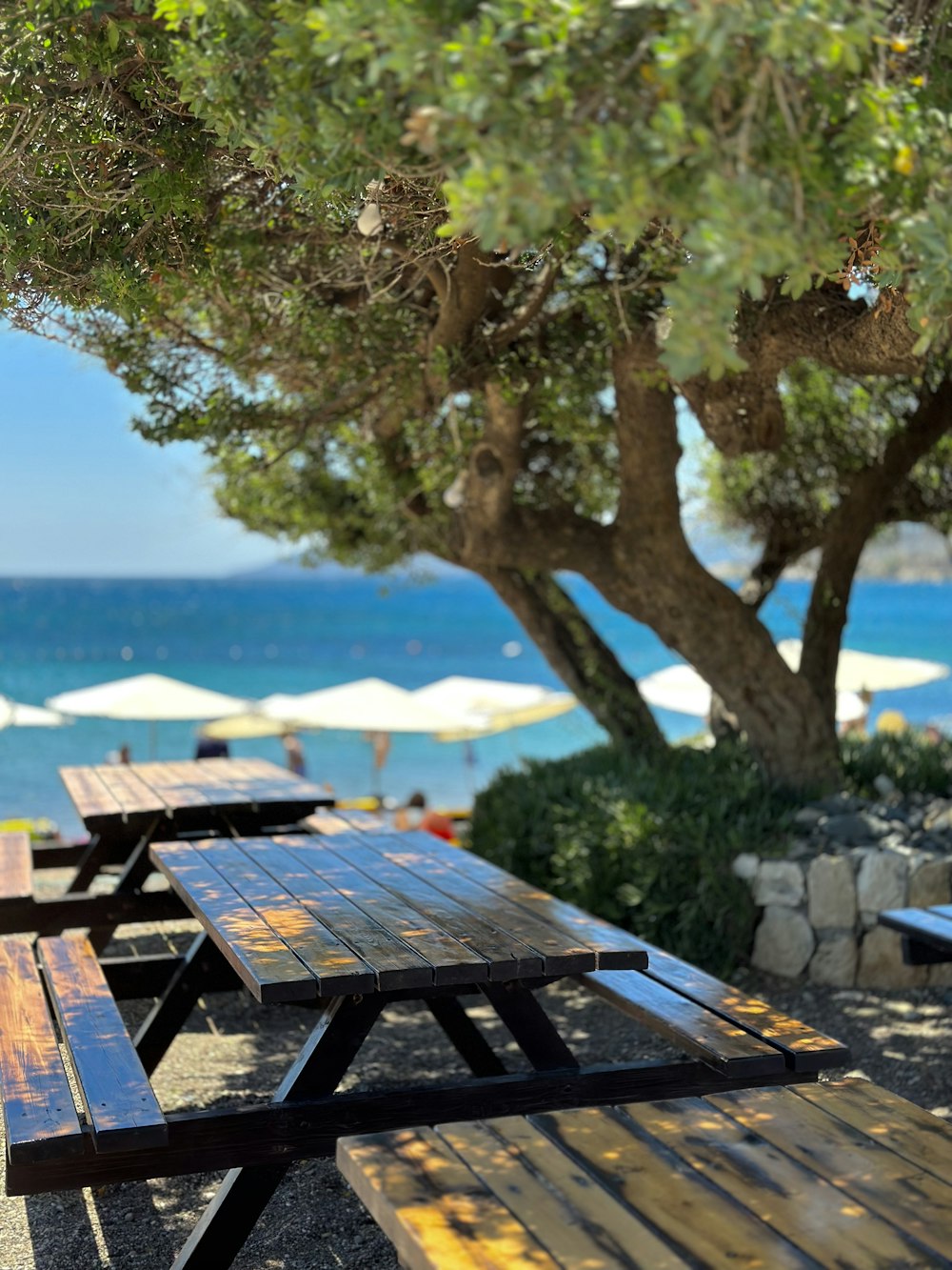 a group of picnic tables sitting under a tree