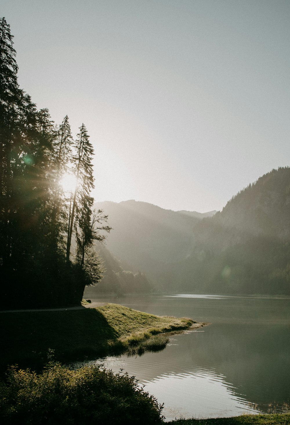 a body of water surrounded by a forest