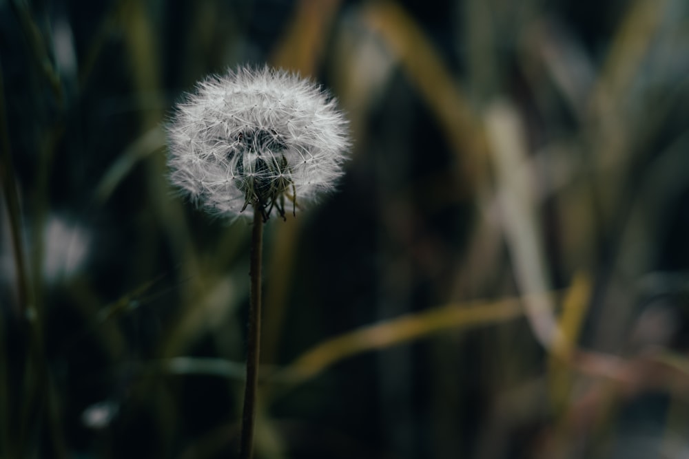 a close up of a dandelion with a blurry background