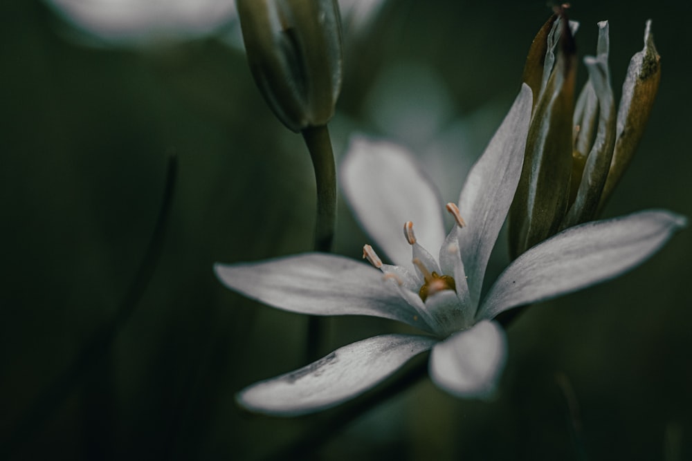 a close up of a white flower with a blurry background