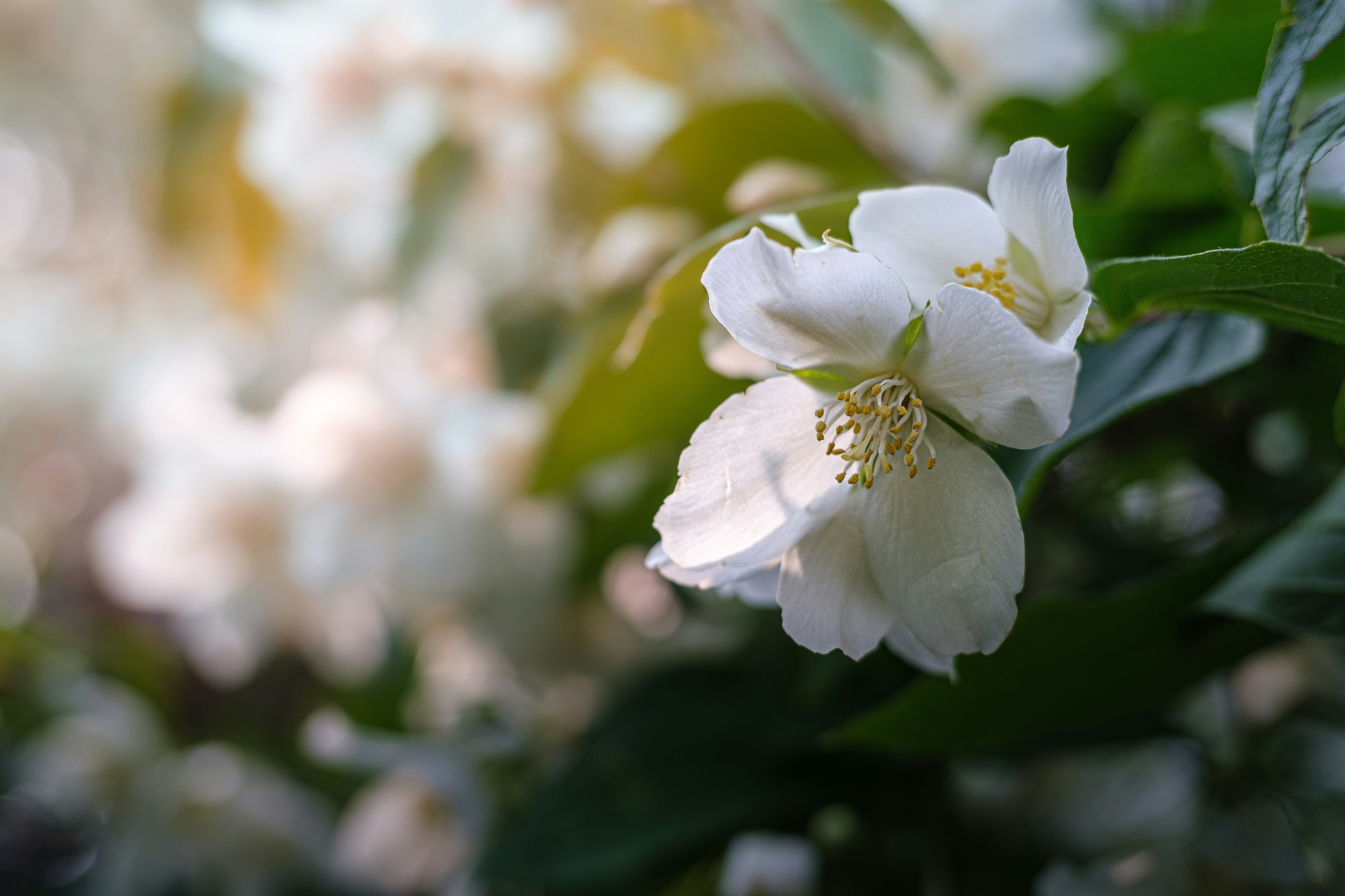 Photo by veronasenpai