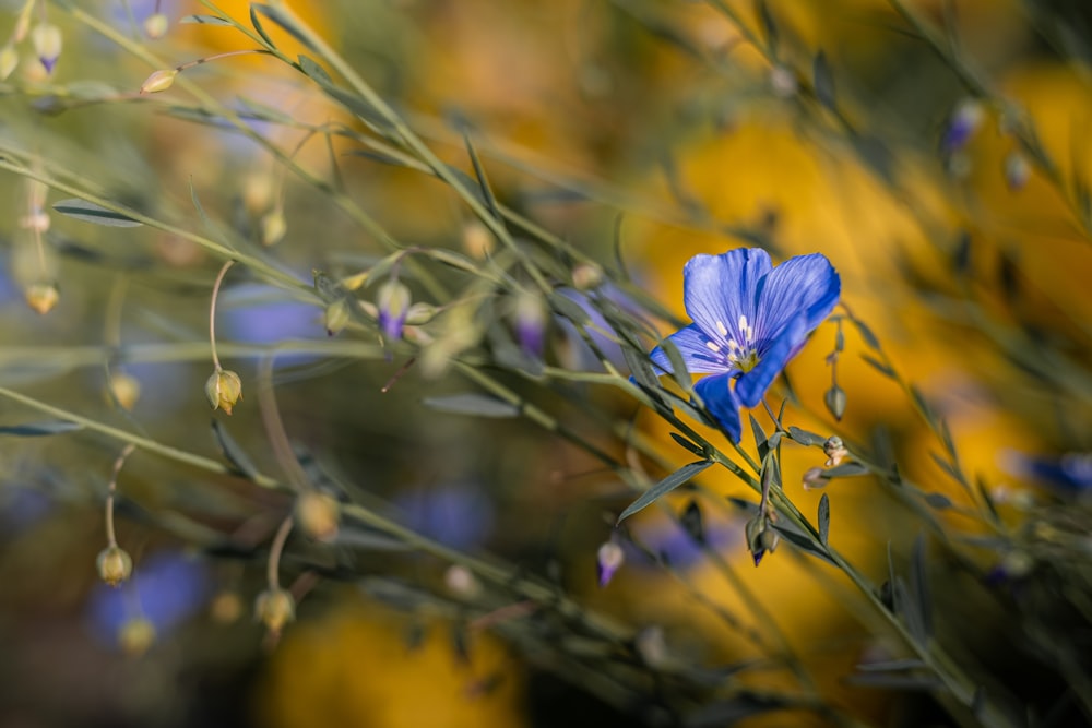 a close up of a blue flower with yellow flowers in the background