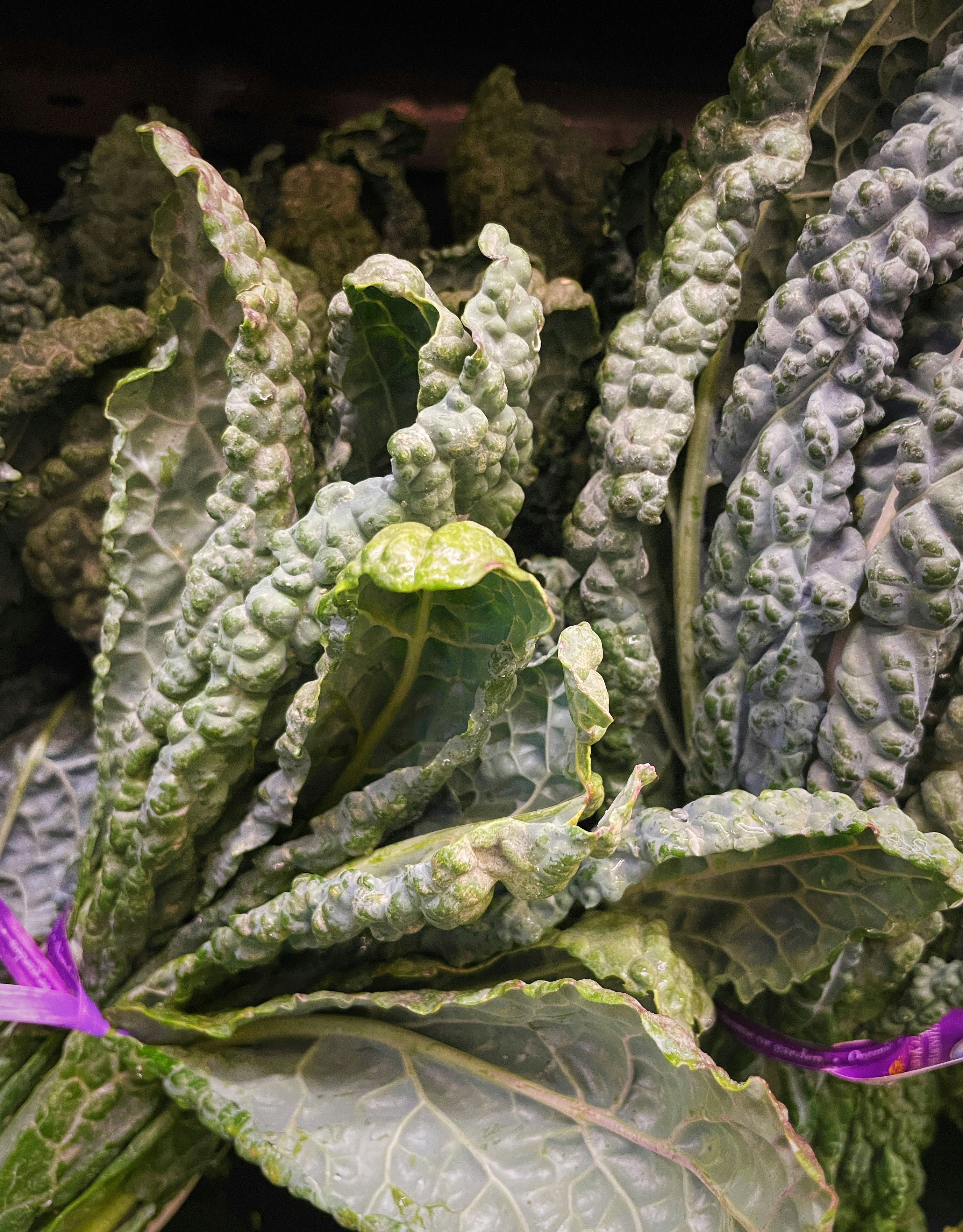 The Ultimate 2025 Fall Gardening Guide: How to Grow Perfect Lacinato Kale in 60 Days