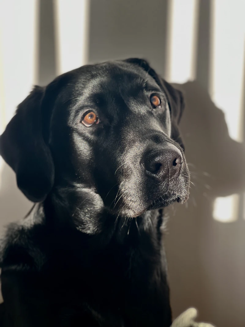 Maple, our retired female, in low sunlight