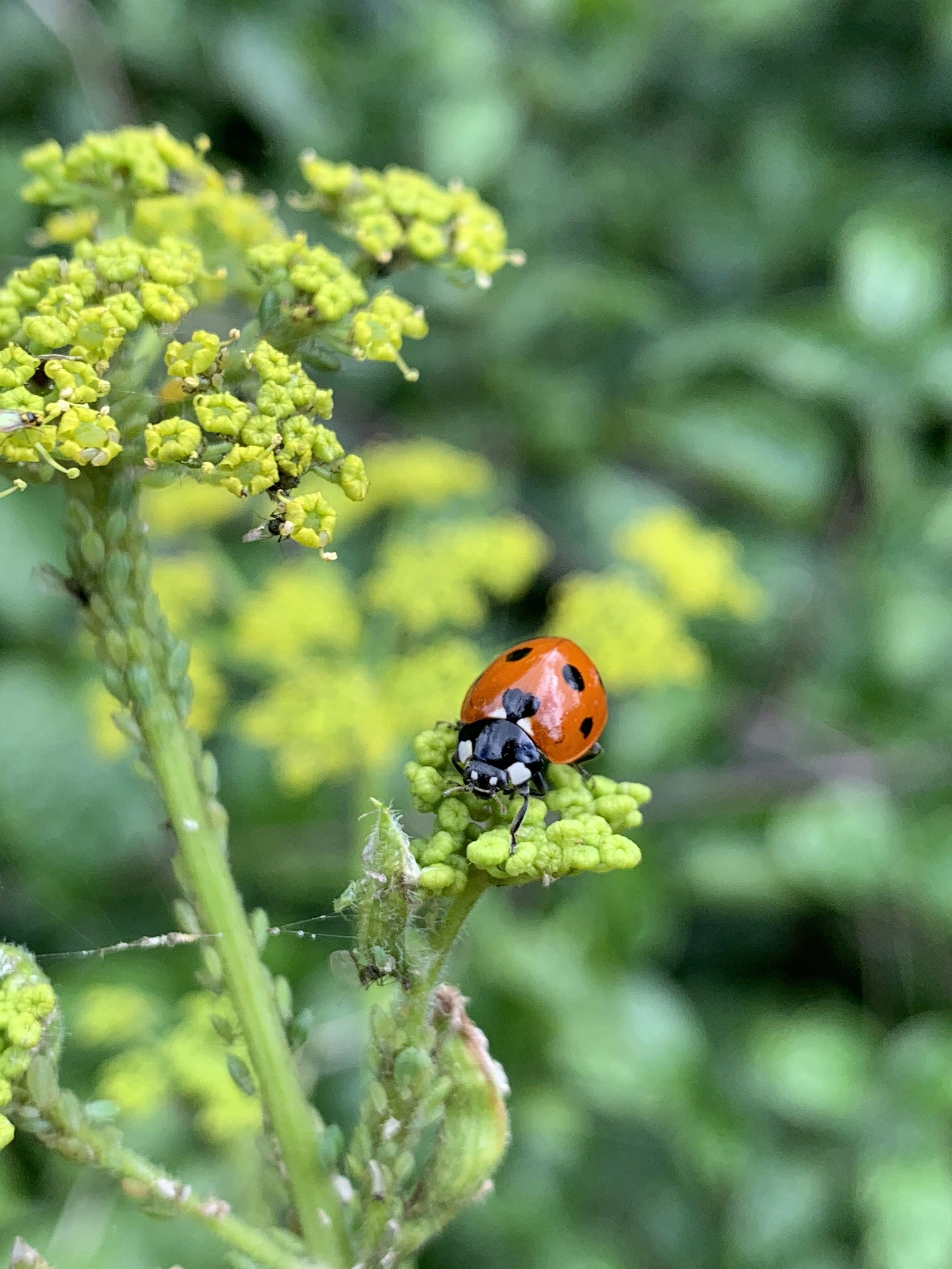 Photo by msilverthorne