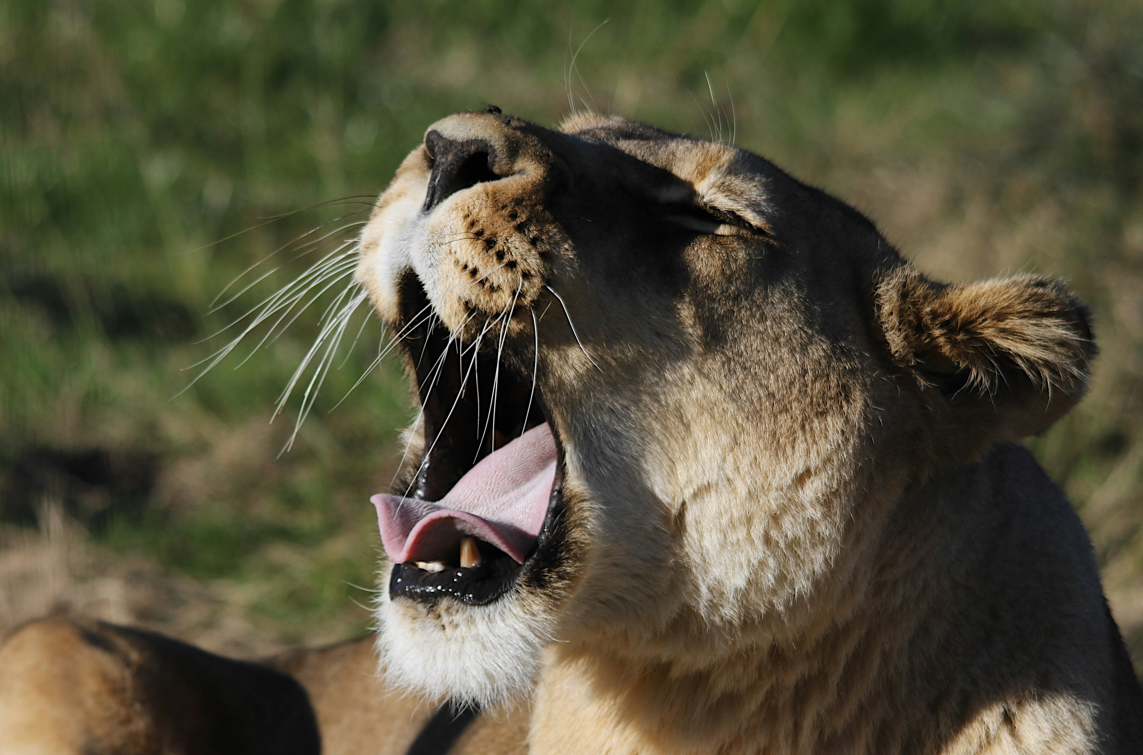 Un primo piano di un leone con la bocca aperta