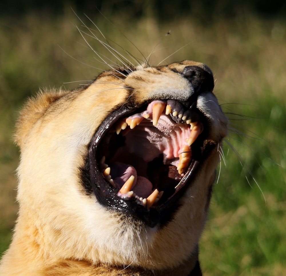 a close up of a dog with its mouth open