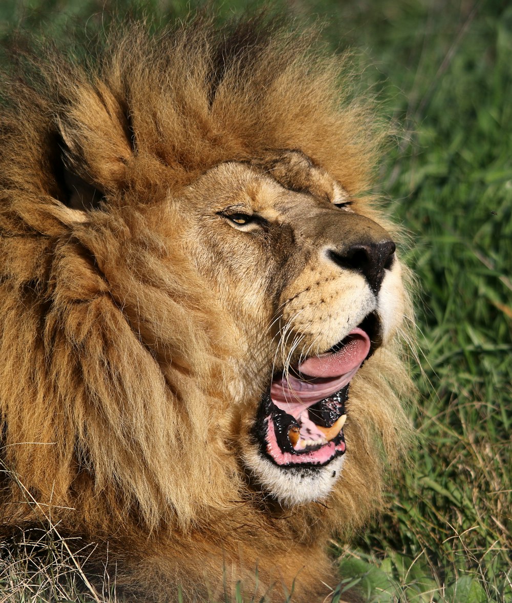 a close up of a lion laying in the grass