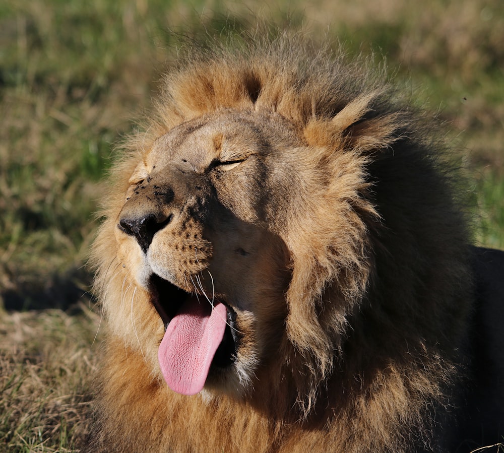 a close up of a lion laying in the grass