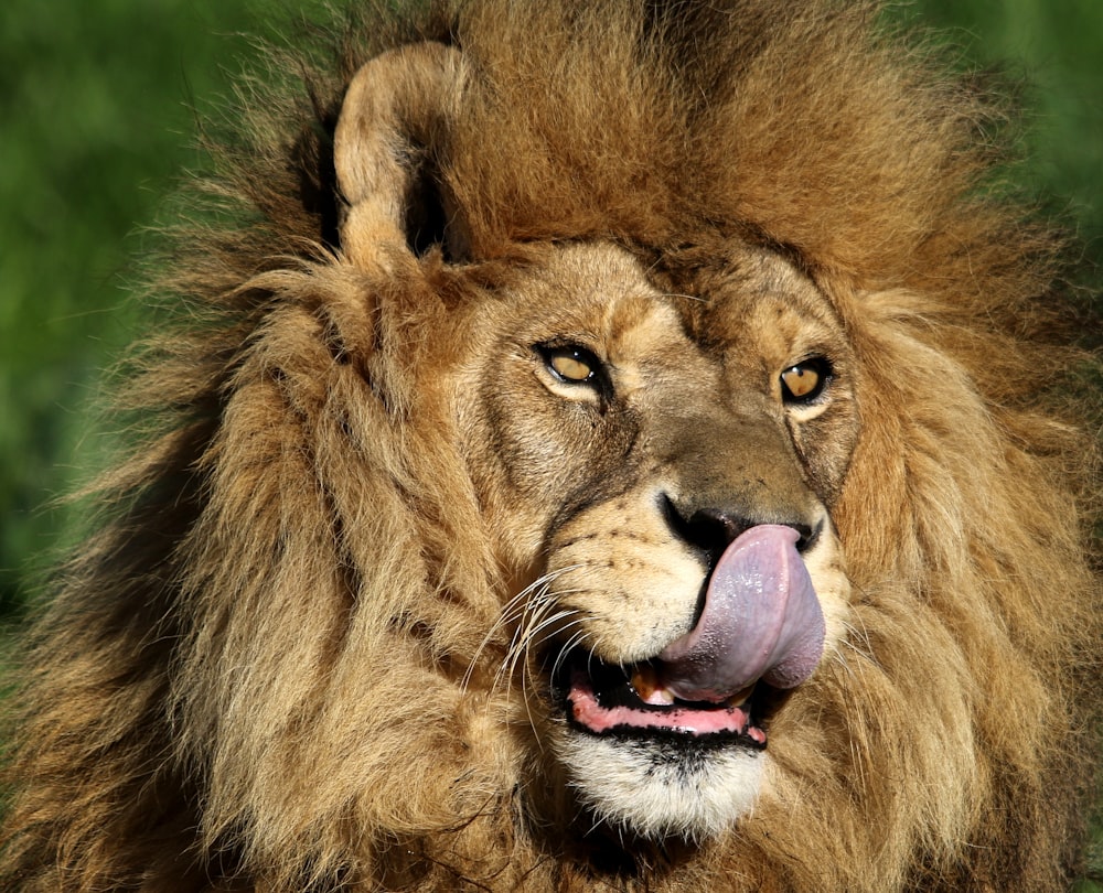 a close up of a lion with its tongue out