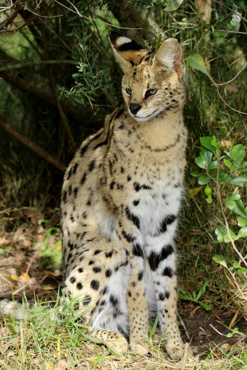 a cat sitting on the ground next to a tree