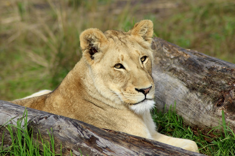 a lion laying on top of a lush green field