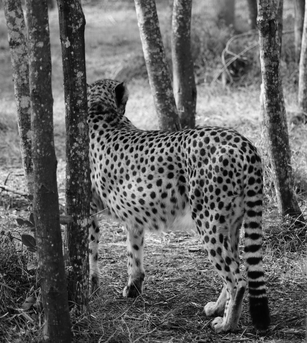 a black and white photo of a cheetah
