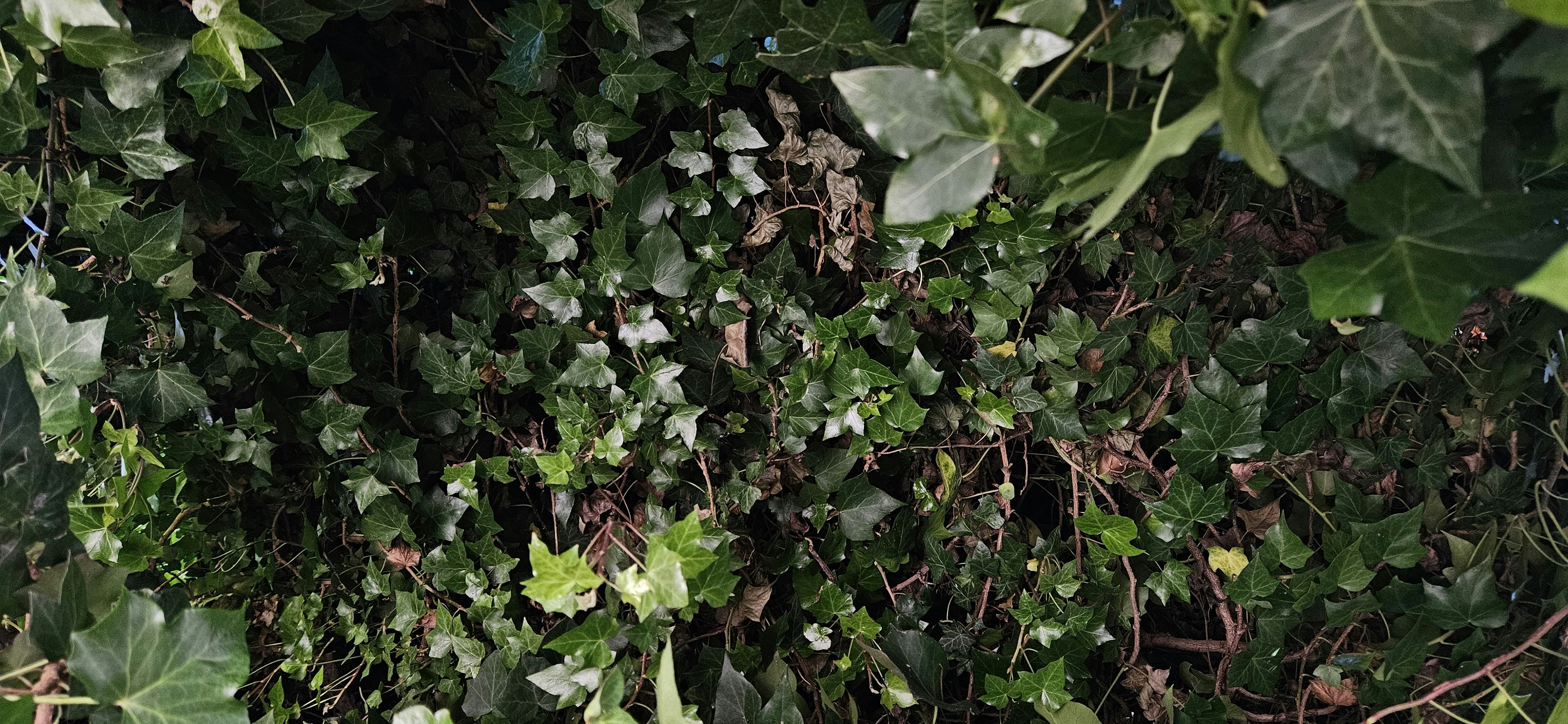 Photo by boredastronomer