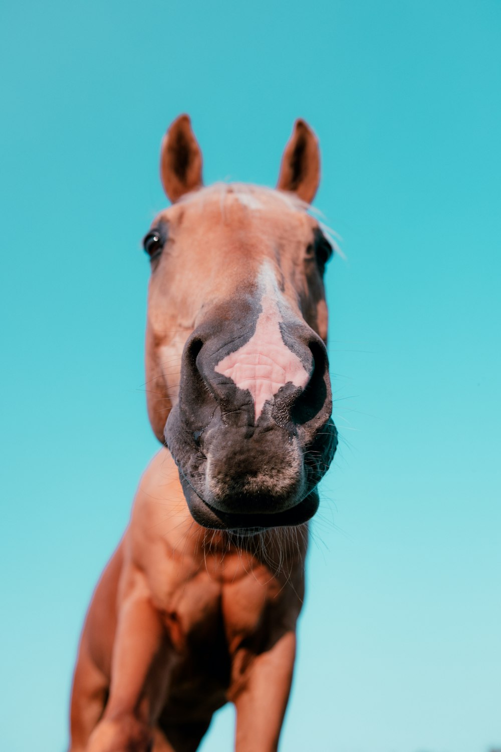 a close up of a horse with a sky background