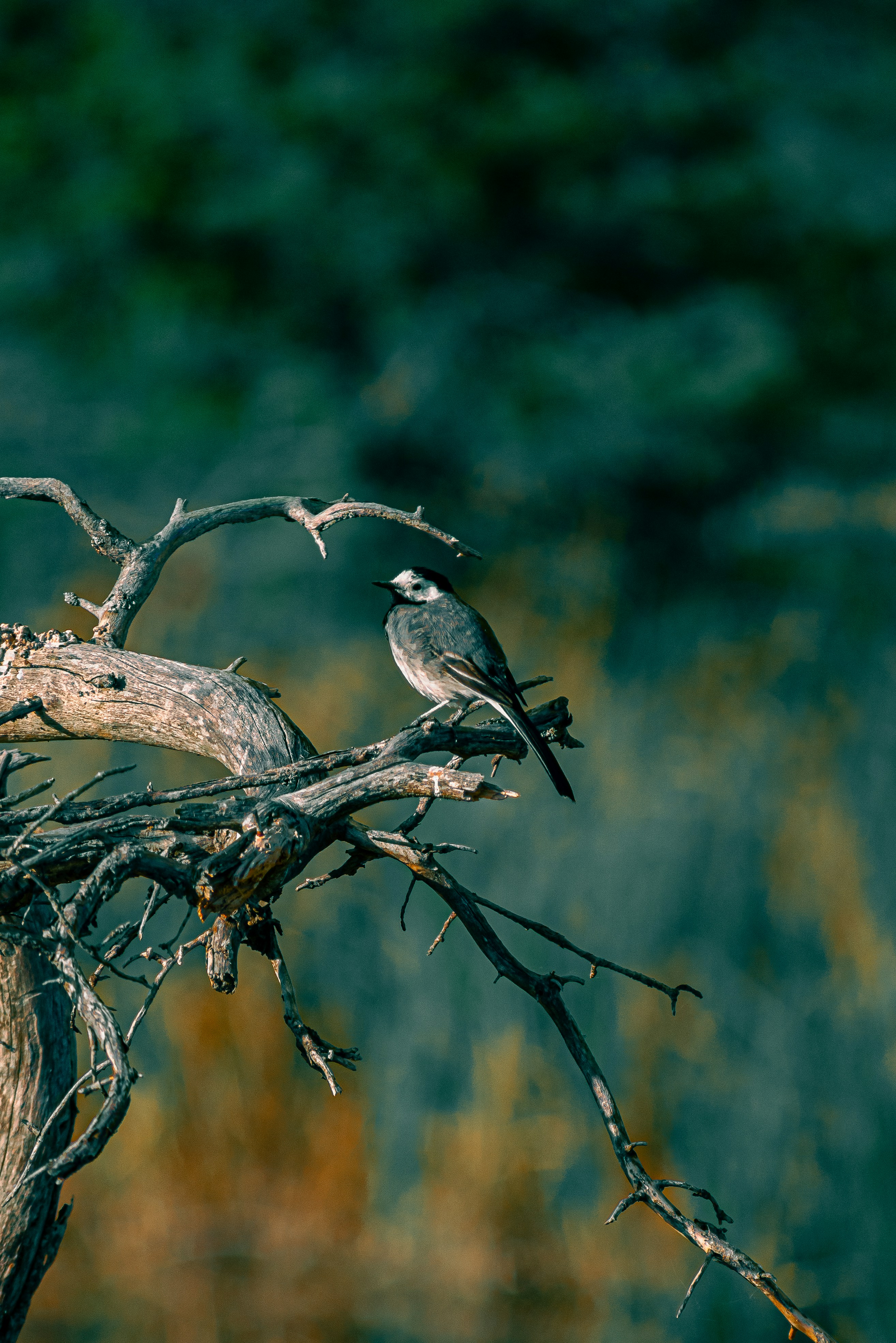 Photo by christina_kozak