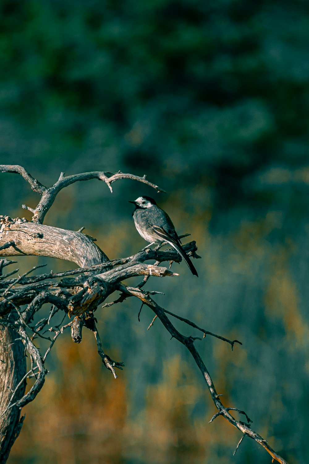 a couple of birds sitting on top of a tree branch