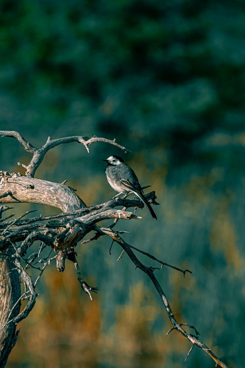 나뭇가지 위에 앉아 있는 두 마리의 새