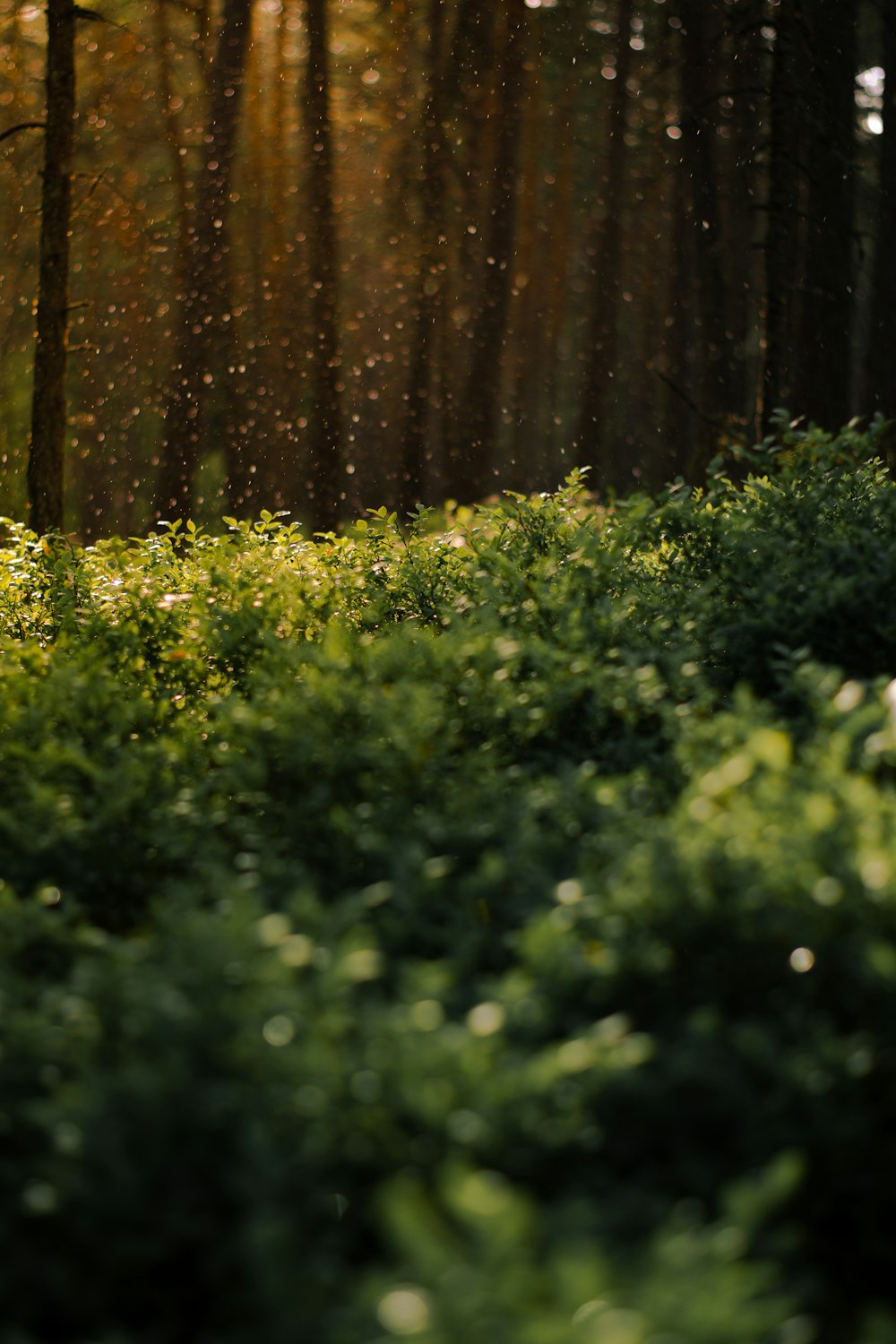 a lush green forest filled with lots of trees