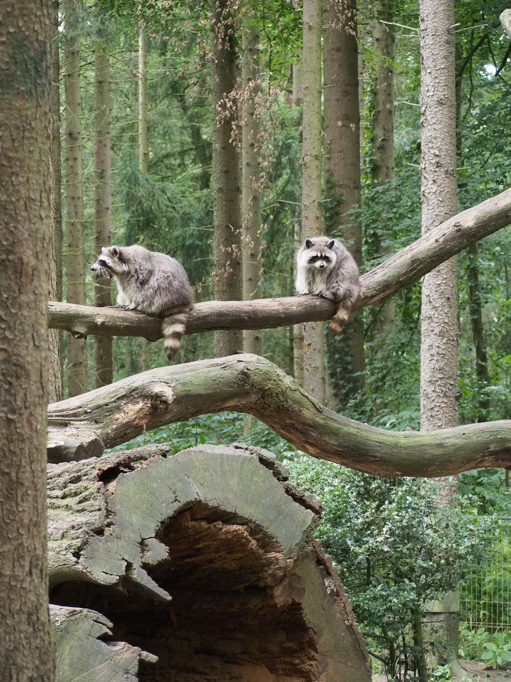 two raccoons sitting on a tree branch in a forest