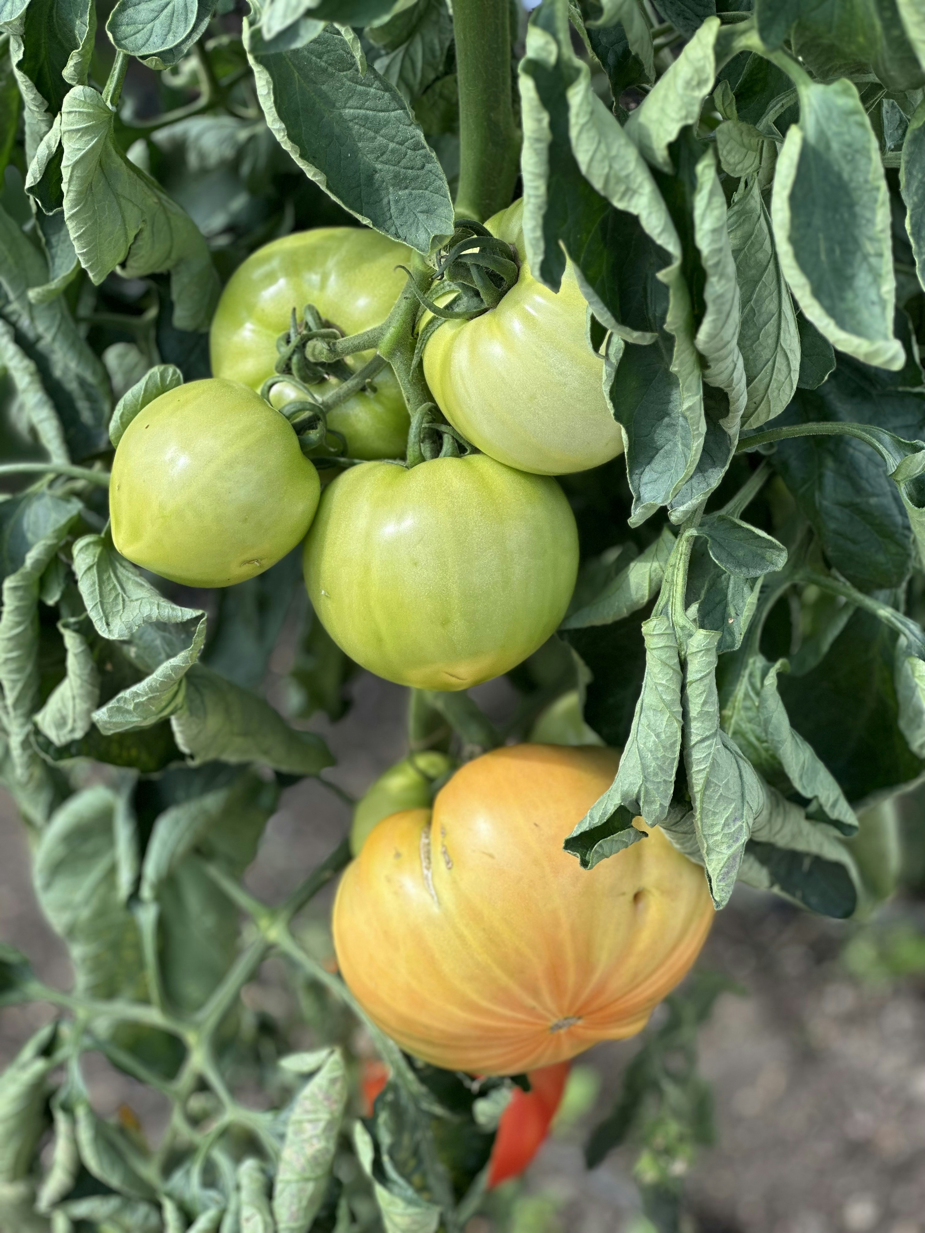 The Stages of Tomato Growth: From Seed to Fruit