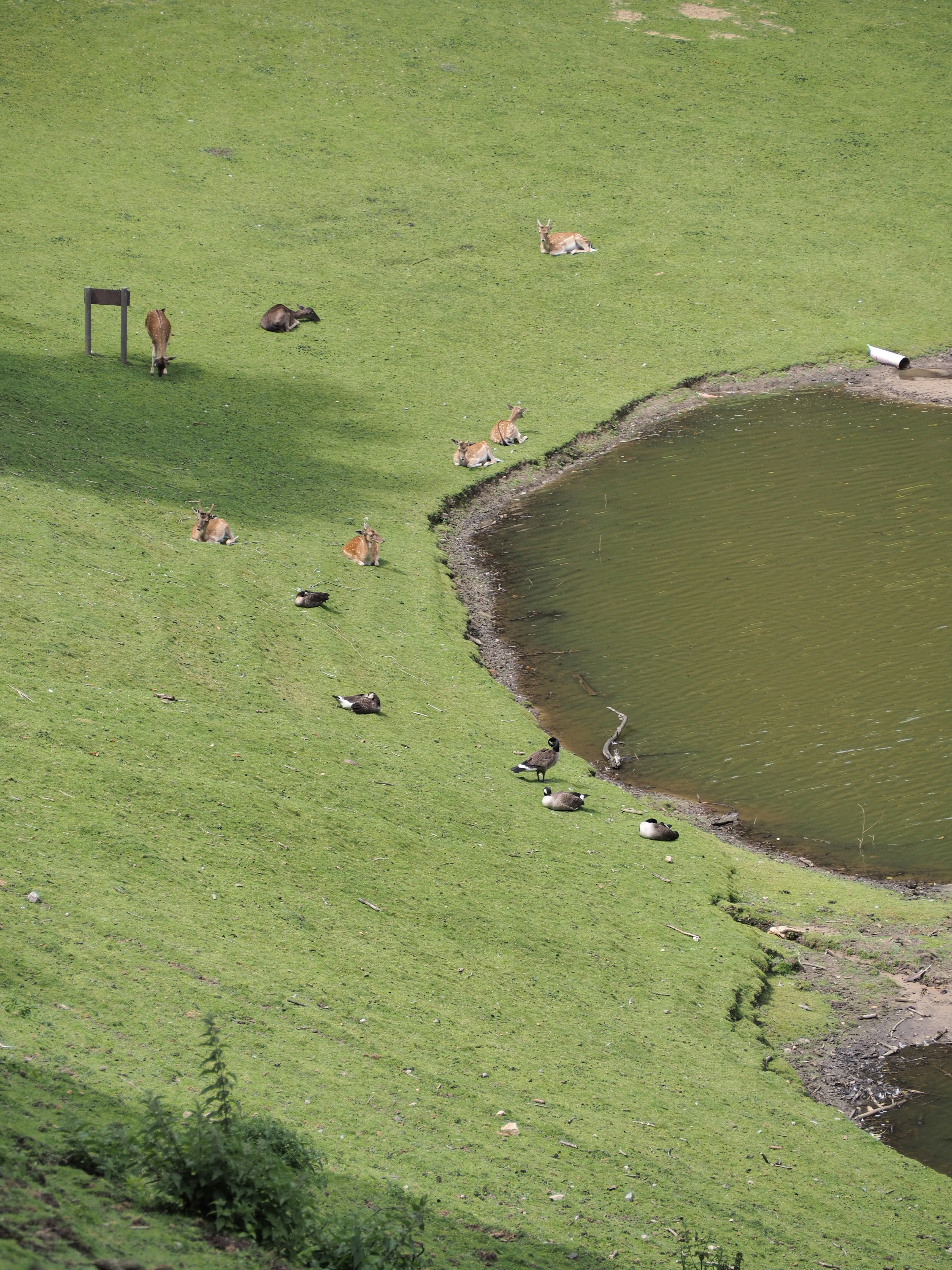 a group of animals that are standing in the grass