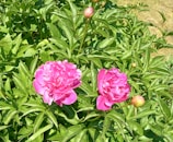 Bright pink peonies in full bloom are nestled among lush green leaves under natural sunlight. The vibrant petals stand out against the surrounding foliage, and a few buds are visible, suggesting blooming potential.