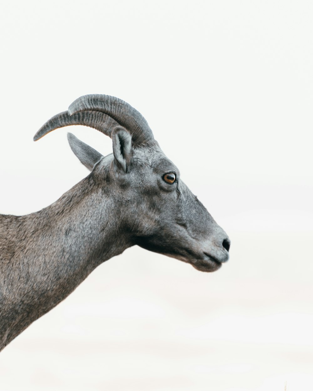 a close up of a goat with very long horns