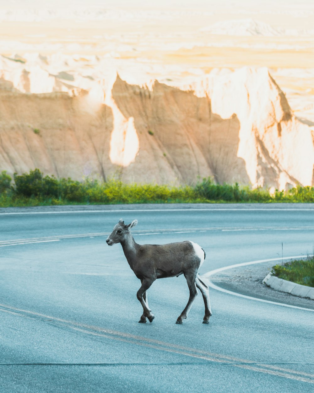 a goat walking across a road near a cliff